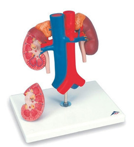 [3B] 2분리 신장관모형 K22/1 (Kidneys with vessels,2 part)