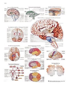 [3B] 뇌차트/VR1615L(코팅)/Human Brain Chart/ Size 50x67cm