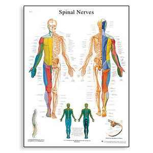 [3B] 척추신경차트/VR1621L(코팅)/Spinal Nerves Chart/ Size 50x67cm