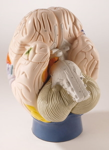 [독일Zimmer] 신경해부학적 뇌모형 C75 (4분리 2확대,Neuro-Anatomical Brain,4-part,2 times life size)