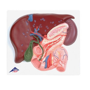 [3B] 간,담낭,췌장,십이지장모형 VE315 (Liver with gall bladder,pancreas and duodenum)