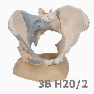 [3B Scientific] 인대가 부착된 3분리 여성골반모형 H20/2 (19*27*19cm,1.8Kg) Female Pelvis with Ligaments, 3 part - 3B Smart Anatomy