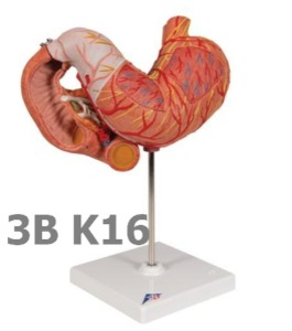 [3B Scientific] 3분리 위 모형 K16 (25*22*12cm,.8Kg) Stomach, 3 part