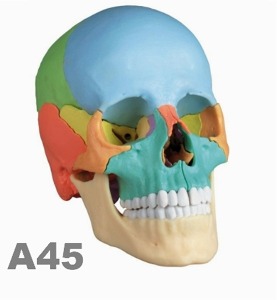 [독일Zimmer] 22분리 두개골모형 A45 (컬러채색,실제규격,22부위분리) Osteopathic Skull Model,22 part,didactical version 4708/MI