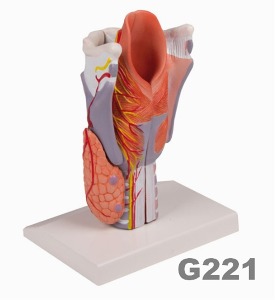 [독일Zimmer] 후두모형 G221 (선골,연골,인대,근육,신경 등포함,실물2배,5분리) Larynx Model, 2 times enlarged,5-part.