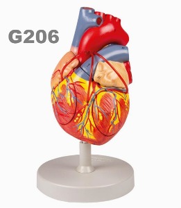 [독일Zimmer] 4분리 심장모형 G206 (실물2배크기) Heart with Bypass,2x Life size 4 parts.