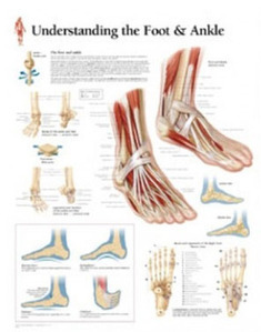 평면해부도(벽걸이)/1004/발과 발목차트/Understanding The Foot &amp; Ankle/ Size 54cmⅹ74cm