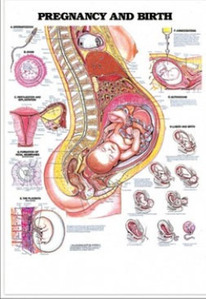 3D해부도(벽걸이)/9980/임신과 출산,산부인과차트/Pregnancy and Birth/ Size 54cmx74cm