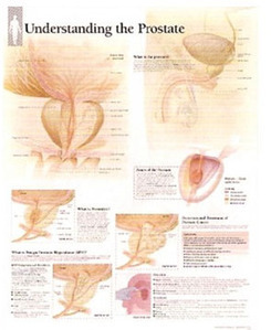 평면해부도(벽걸이)/4500/전립선차트/Understanding The Prostate/ Size 54cmⅹ74cm